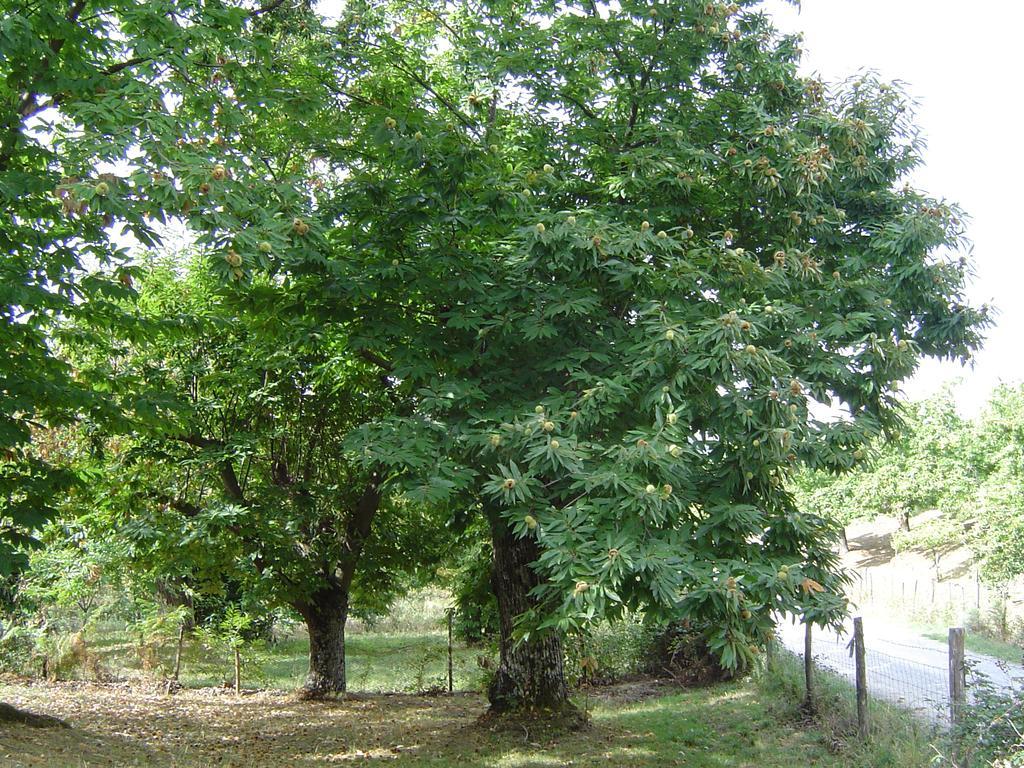 Agriturismo Sorripe Montelaterone Ngoại thất bức ảnh