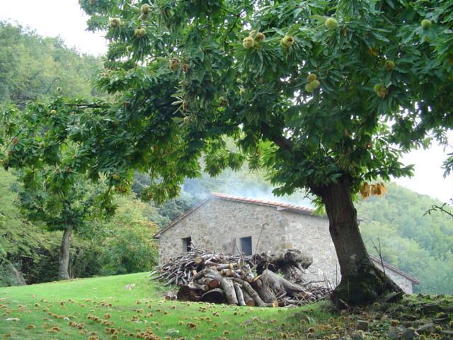 Agriturismo Sorripe Montelaterone Ngoại thất bức ảnh