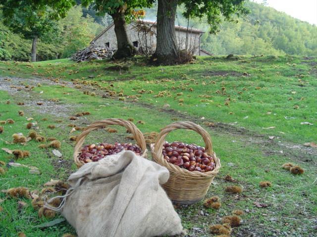 Agriturismo Sorripe Montelaterone Ngoại thất bức ảnh