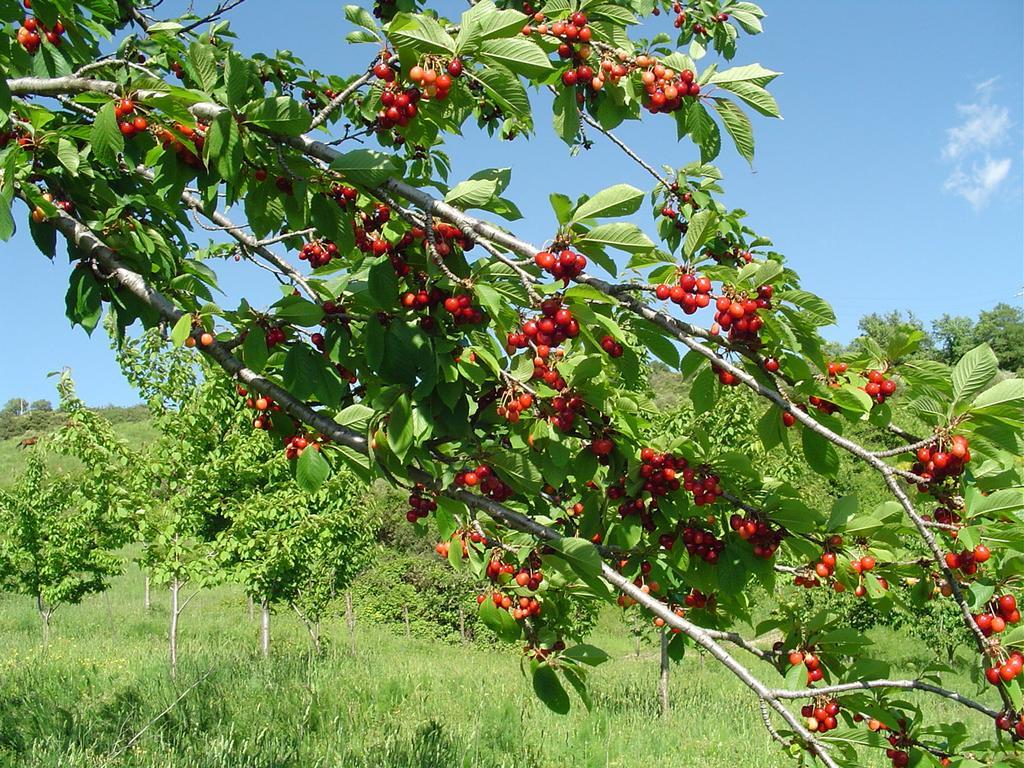 Agriturismo Sorripe Montelaterone Ngoại thất bức ảnh