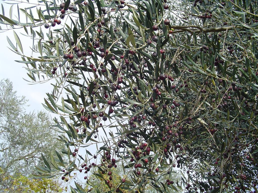 Agriturismo Sorripe Montelaterone Ngoại thất bức ảnh