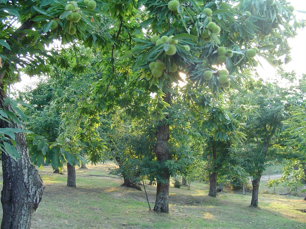 Agriturismo Sorripe Montelaterone Ngoại thất bức ảnh